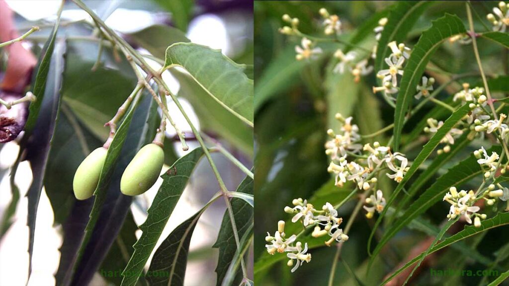 নিমের উপকারিতা ও অপকারিতা Benefits and harms of neem নিম পাতার উপকারিতা ও অপকারিতাখালি পেটে নিম পাতার রস খেলে কি হয়