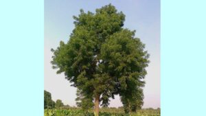 নিমের উপকারিতা ও অপকারিতা